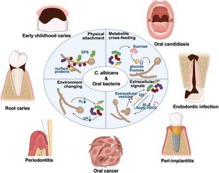 Normal Flora of the SkinSkin Microbiome &bull; Microbe Online
