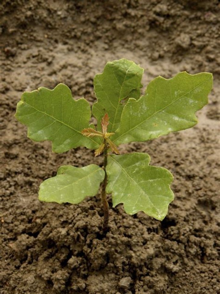 Oak Tree Sapling How To Grow Plus Where To Buy Tree Journey