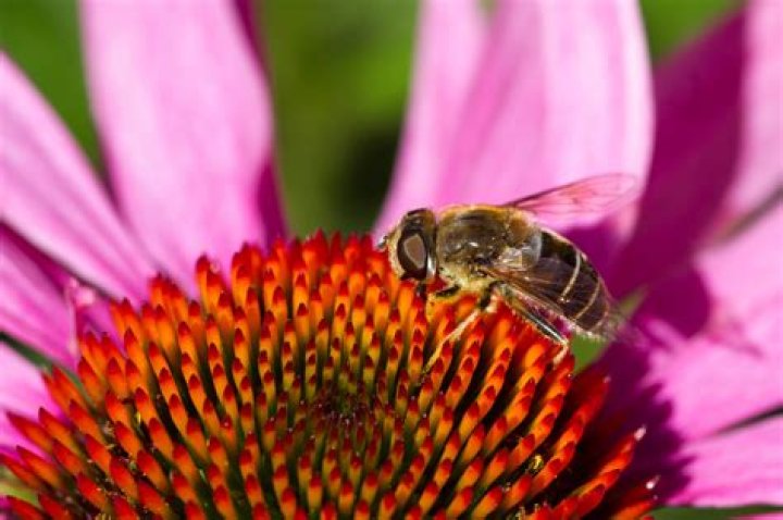 OpEd Busy Bee DeSantis is Buzzing Around the Honey Hive Will He
