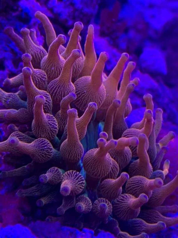 Orange clown storms verify REEF2REEF Saltwater and Reef Aquarium Forum