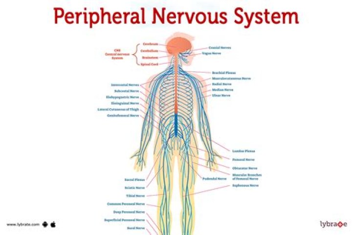 Peripheral Nervous System (PNS) Parts and Function