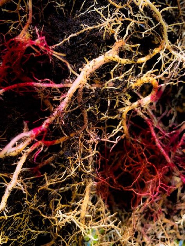 Pin on Roots