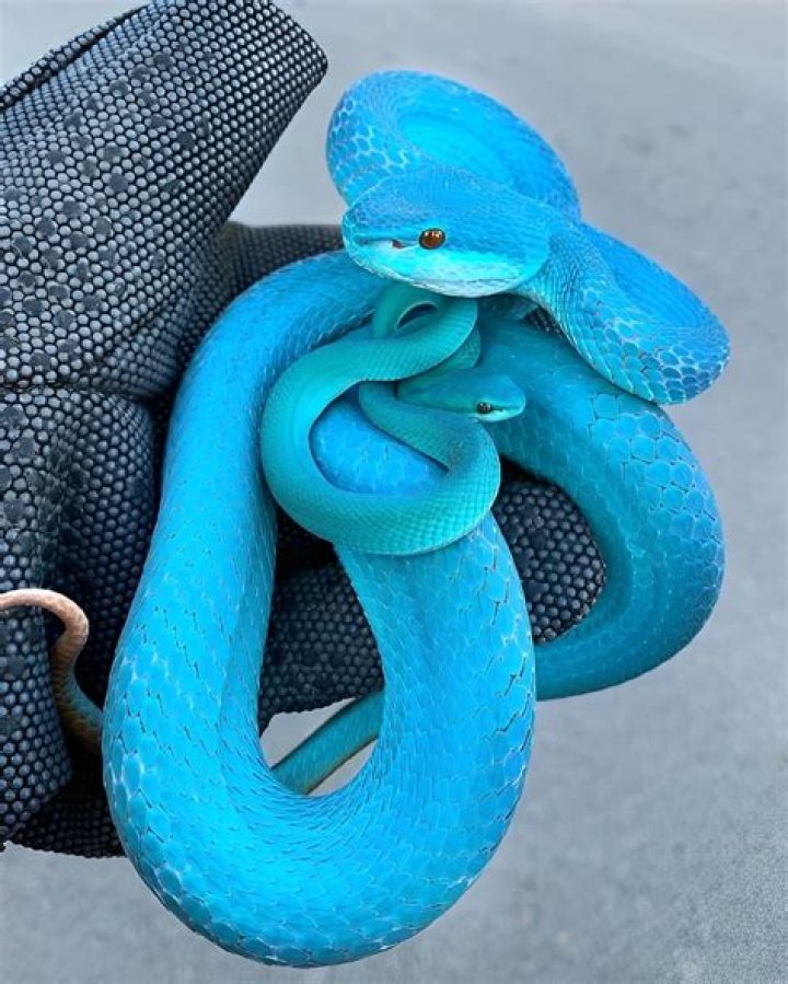 Pin on the viper