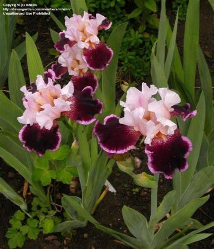 PlantFiles Pictures Tall Bearded Iris 'Guardian Angel' (Iris) by puttytat