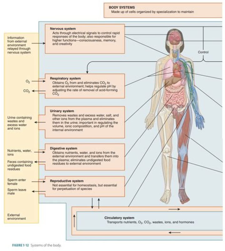 PPT Unit 1 Body Organization and Homeostasis PowerPoint Presentation