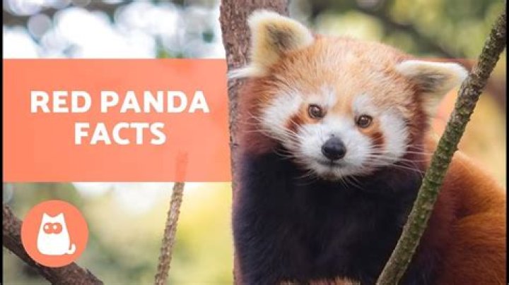 Red pandas 5 fabulous facts that will leave you smitten Newquay Zoo