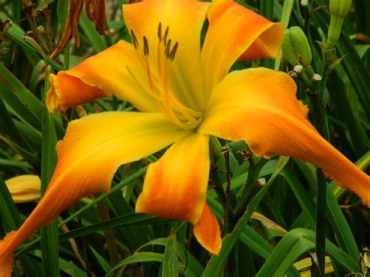 Roth Daylily Farm ORANGE CLOWN