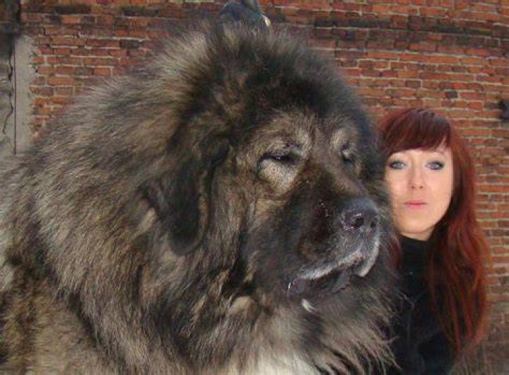 Russian Mastiff