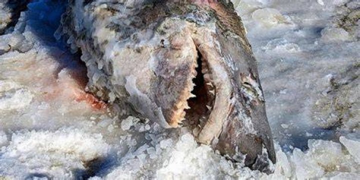 See the dead, frozen shark found on icy Massachusetts beach during