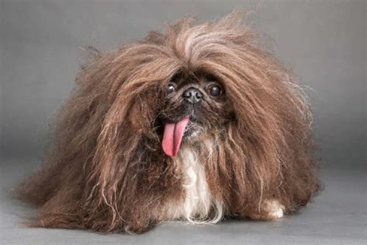 She Was Named World&rsquo;s Ugliest Dog, but &lsquo;She&rsquo;s Just Darling&rsquo; The New York Times