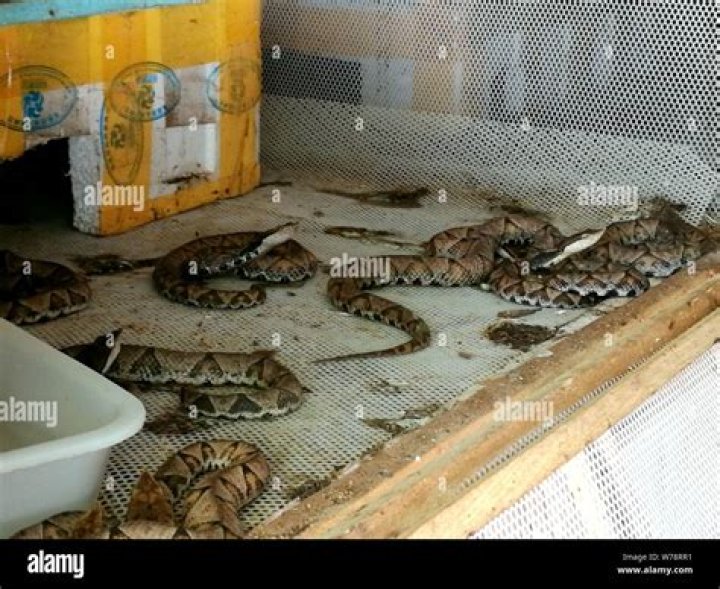 Snake breeder's wife sentenced to 16 years in prison for her husband's