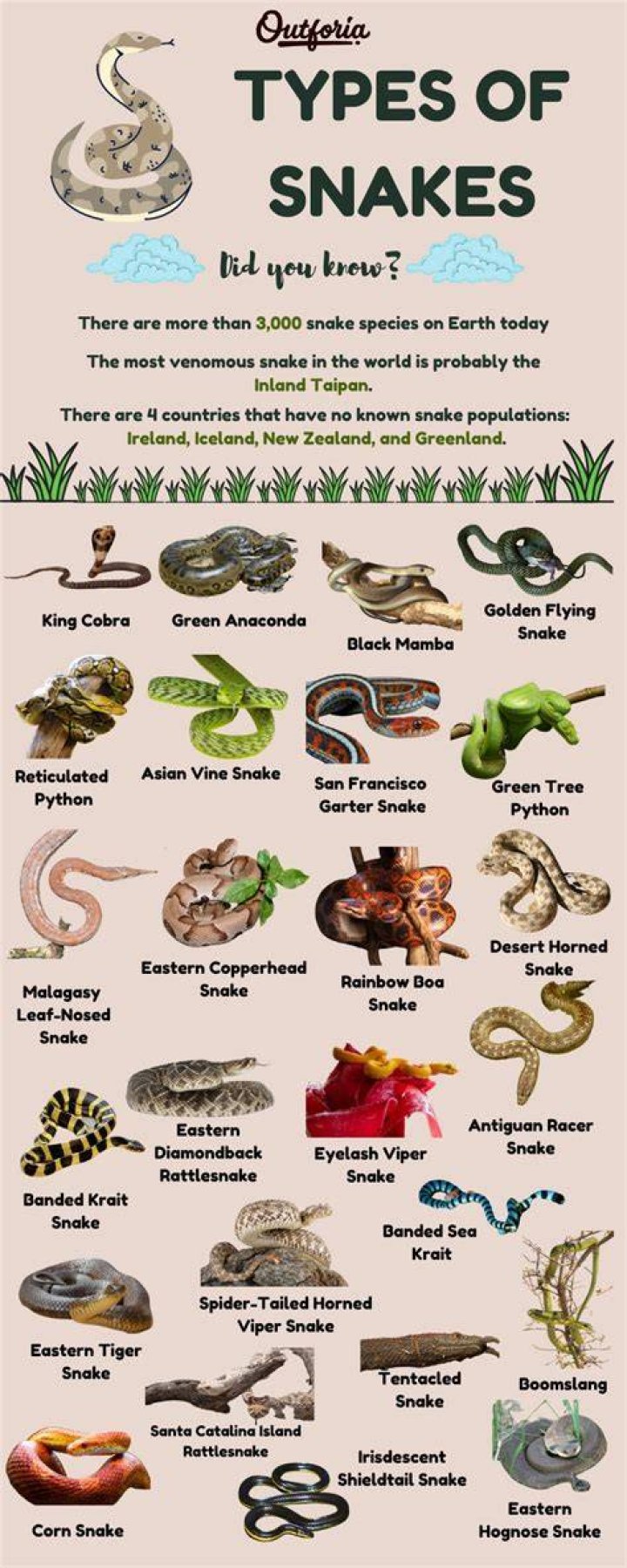 Snakes Facts and List of Types With Pictures Reptile Fact