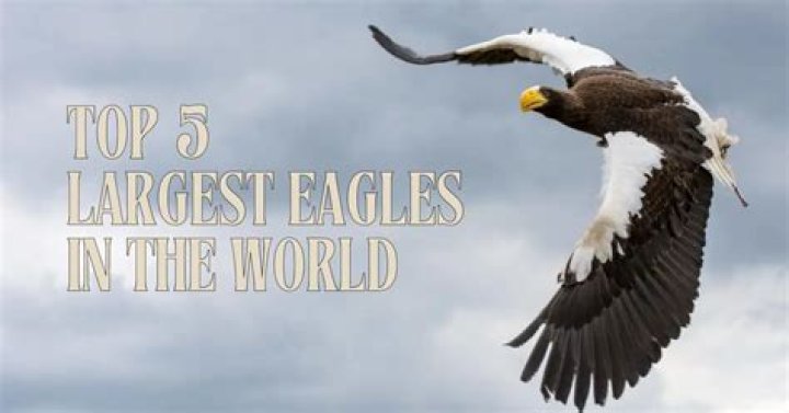 Some Details About Largest Eagles In The World Pets Nurturing