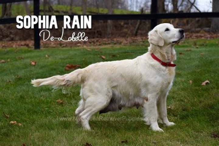 Sophia Rain My Golden Retriever Puppies