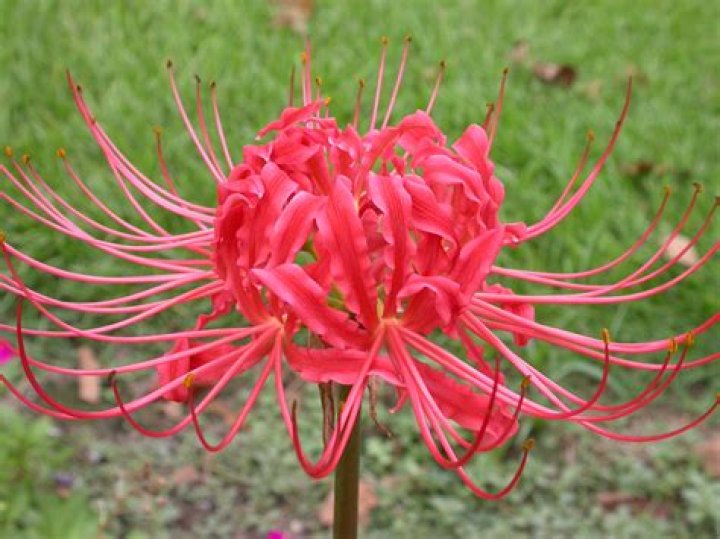 Spider Lilies or Hurricane Lilies