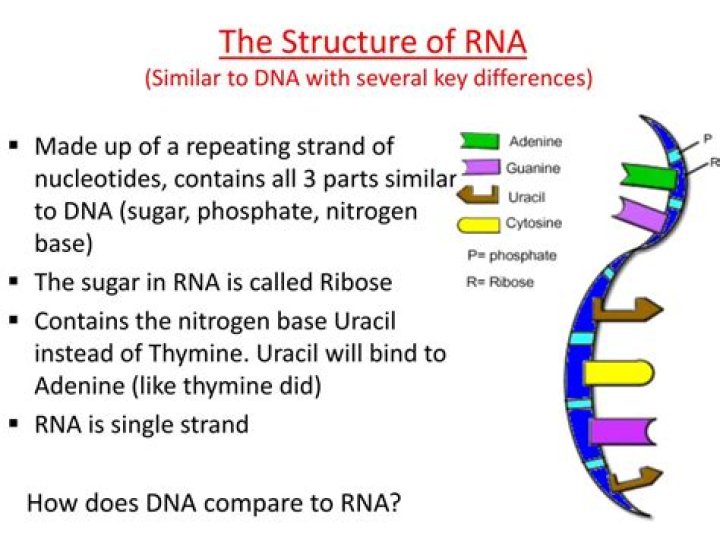 Structure and Function of RNA Microbiology