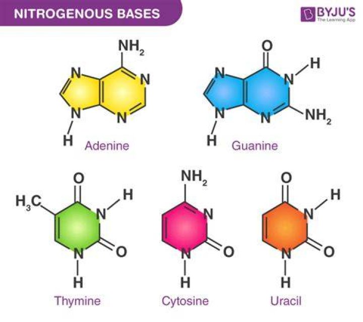 Structure Of Nucleotide Bases