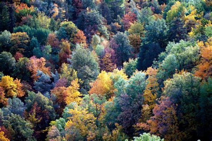 Temperate Forests Climate, Locations, Wildlife