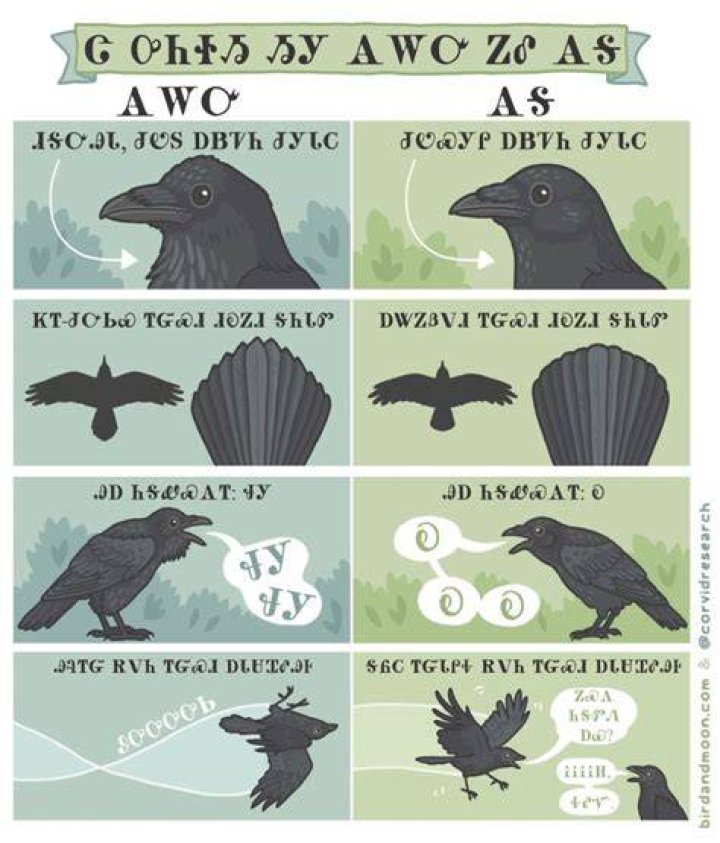 The adorable guide to distinguishing American crows and common ravens