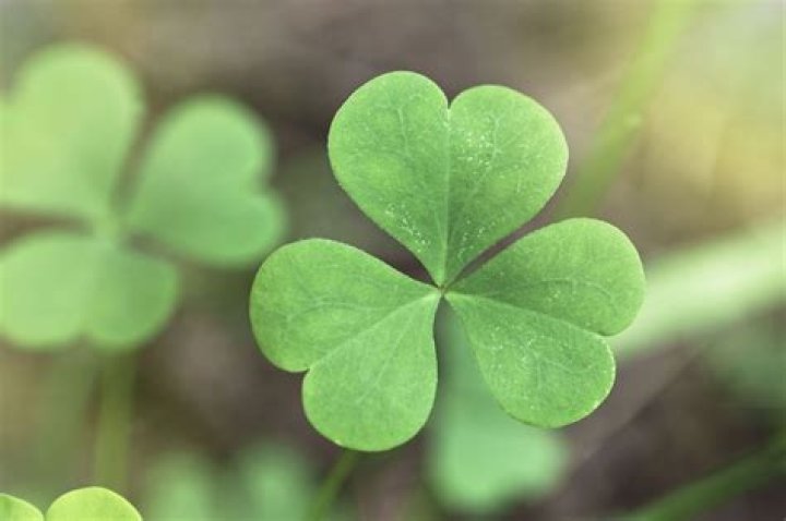 The Difference Between Irish Shamrocks and FourLeaf Clovers
