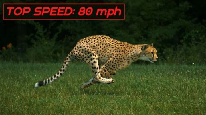 The Fastest Land Mammal in the World Cheetah Serengeti N.P
