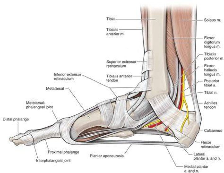 The Foot Musculoskeletal Key