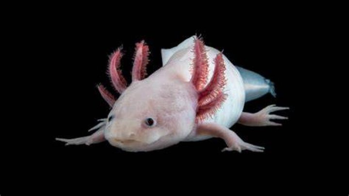 The largest genome ever Decoding the Axolotl HITS gGmbH
