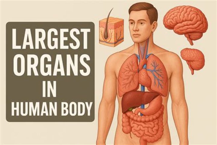 The largest organ in the body may have just been discovered and it