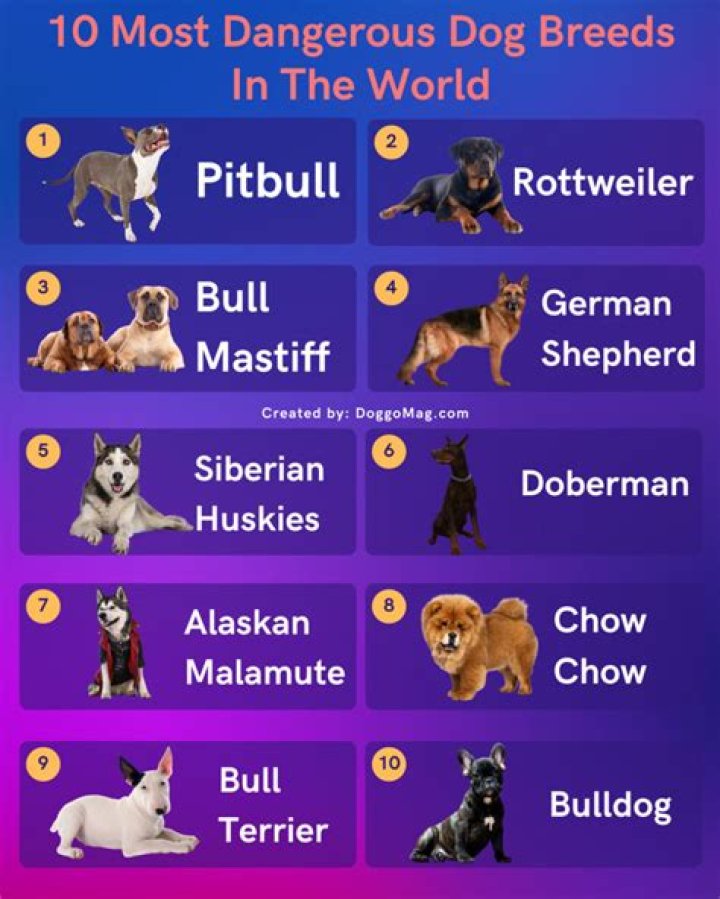 The Most Dangerous Dog Breeds Throughout History