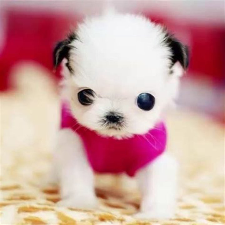 The Top 10 Cutest Puppy in the World for kids 2020 ! Cute dogs, Baby