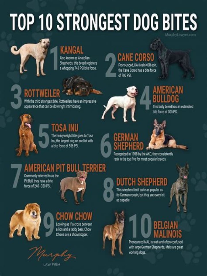 The Top 10 Strongest Dog Breeds in 2024 AZ Animals