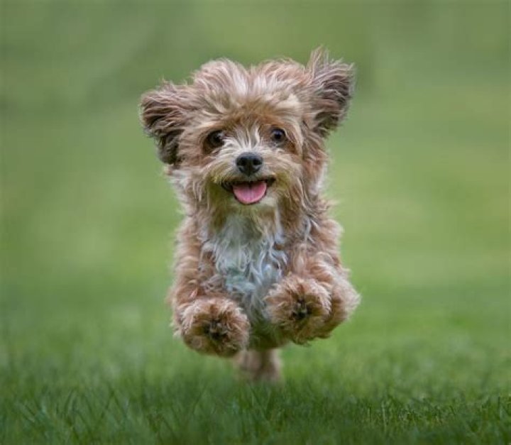 The top 20 cutest dog breeds in the world, ranked according to science Country Life
