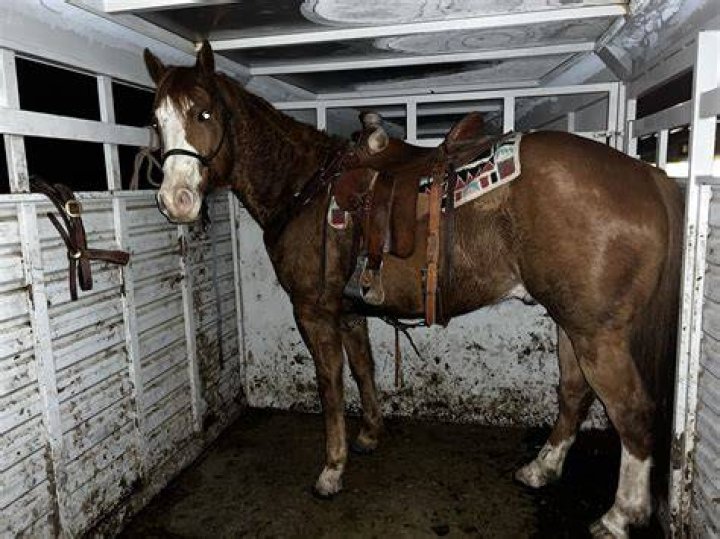 This Restaurant Sold Horse Meat in Buffalo?