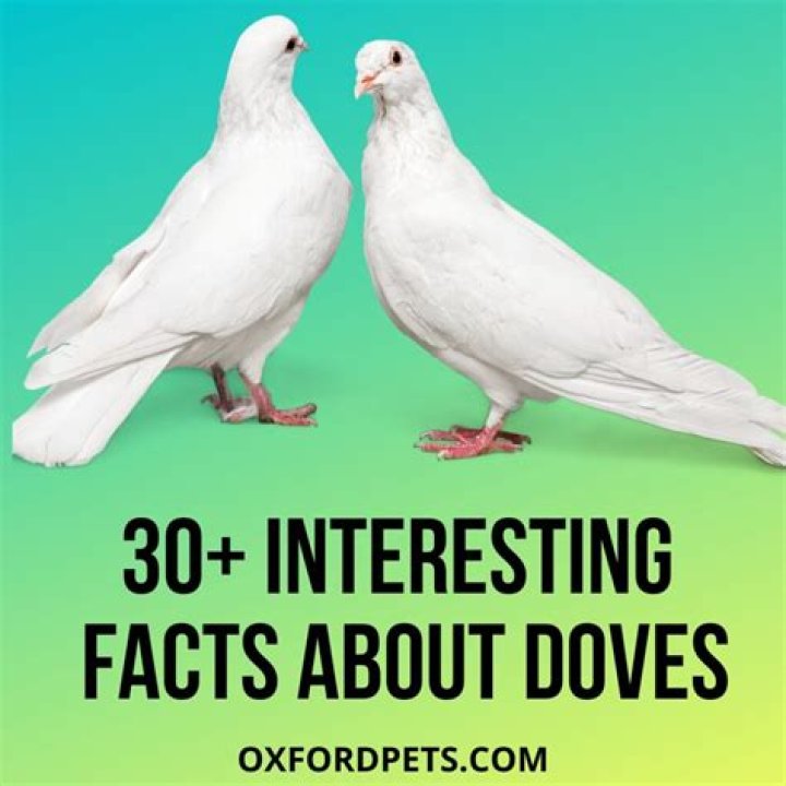 Top 10 facts about Dove Cameron