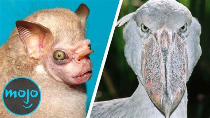 Top 10 Most Terrifying Animals YouTube