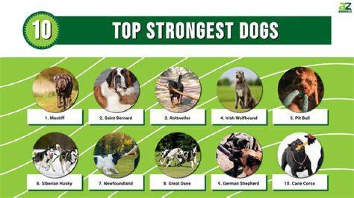 Top 10 Strongest Dog Breeds in the World. YouTube