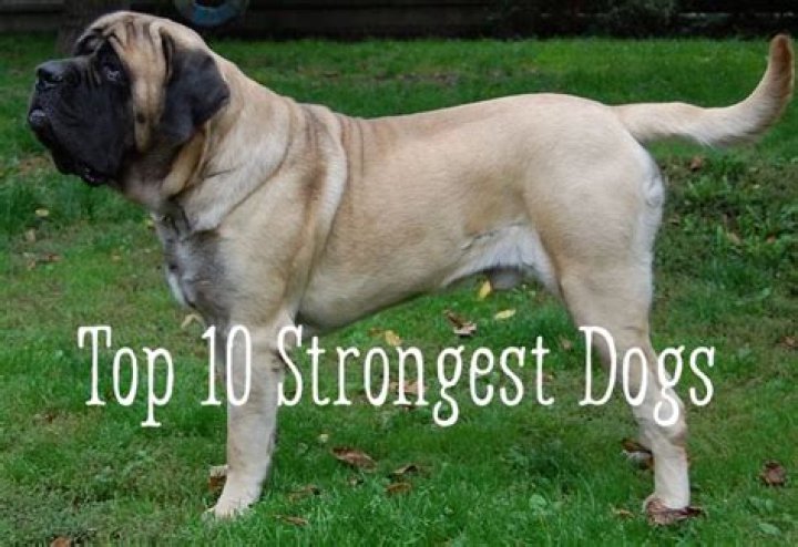 Top 10 Strongest Dogs HubPages