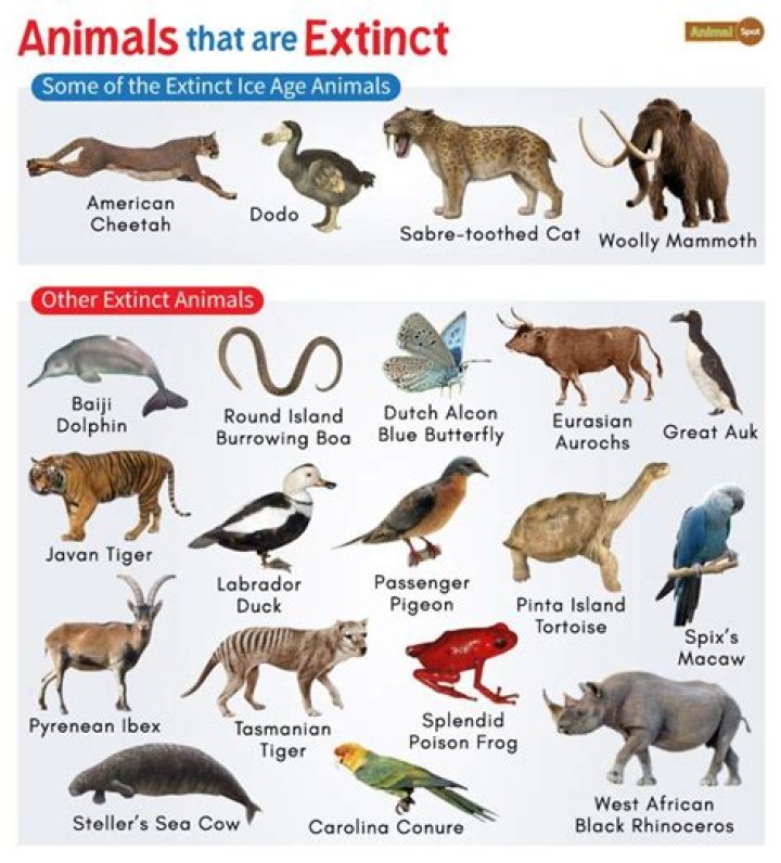 Top 137 + Which animals have an open circulatory system