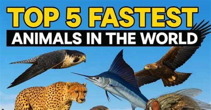 TOP 5 FASTEST ANIMALS IN THE WORLD WATCH MORE MZILIKAZI