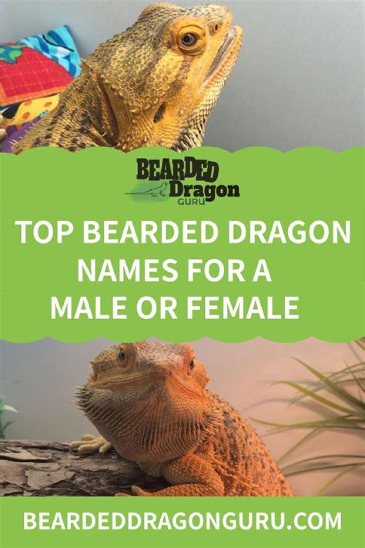Top Bearded Dragon Names for a Male or Female Dragon names, Bearded