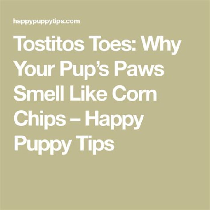 Tostitos Toes Why Your Pup's Paws Smell Like Corn Chips Happy Puppy Tips