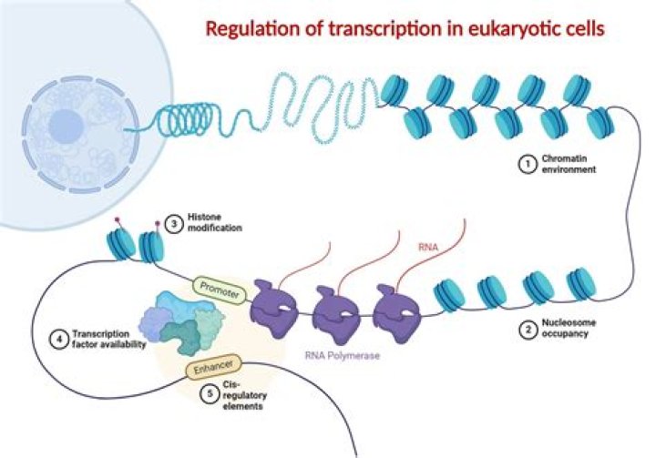 Transcription Liganddependent activation of the ESR1/SP pathway