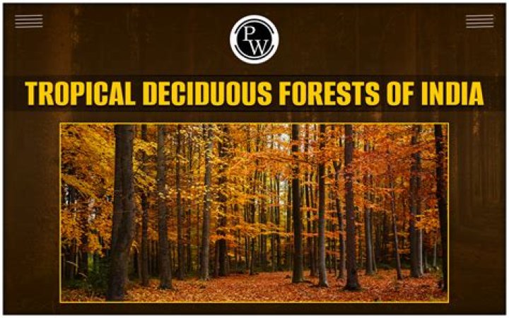 Tropical Deciduous Forests Climate