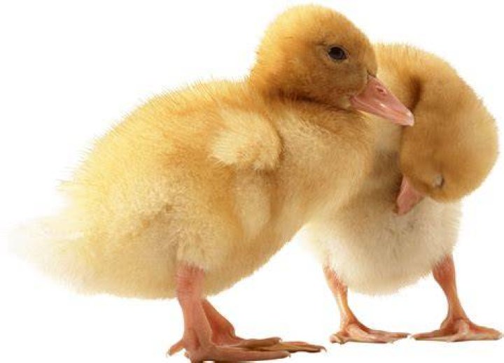 two cute little Ducklings PNG Image PurePNG Free transparent CC0 PNG Image Library