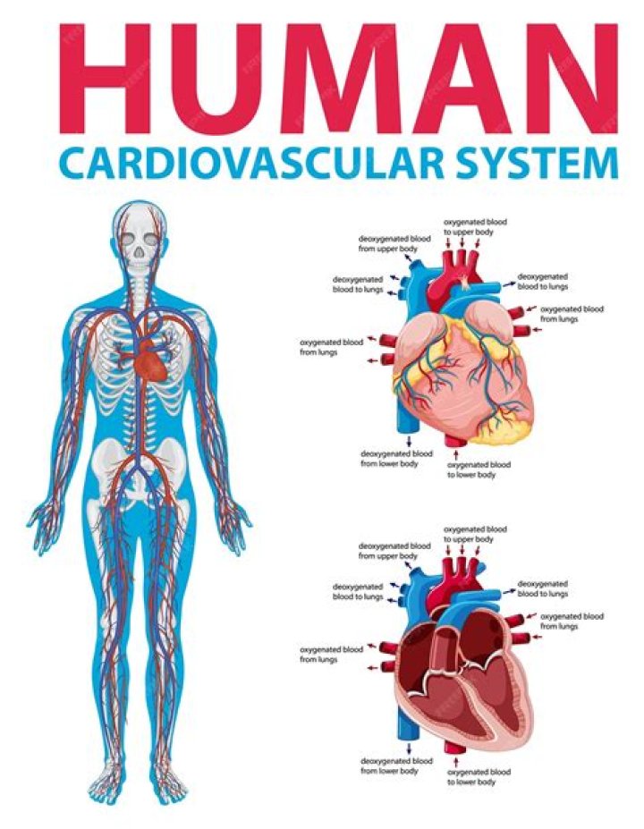 Types of Heart and Circulatory system Class Twelve Biology