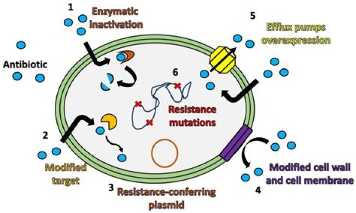 Unevenness Round down Antibiotics catherine paiz and michael jordan b