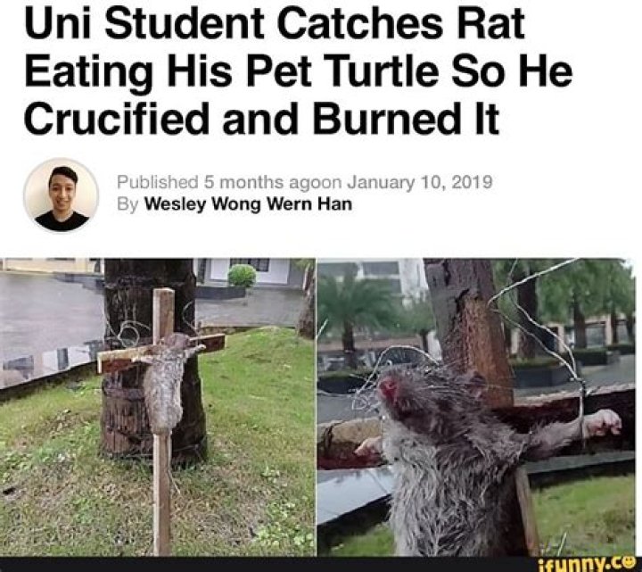 Uni Student Catches Rat Eating His Pet Turtle So He Crucified and