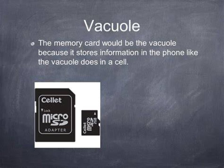 Vacuole Analogy