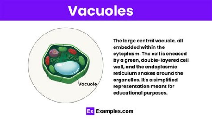 Vacuoles in animal cells are different in plant cells