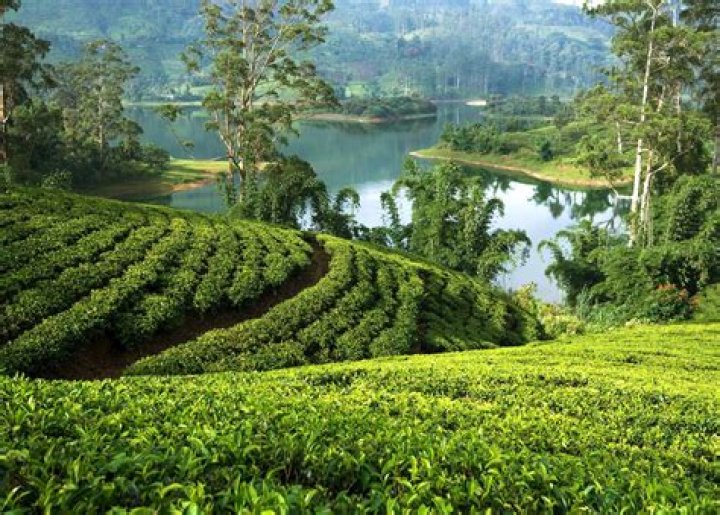 Visit Hatton on a trip to Sri Lanka Audley Travel